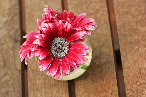 Beautiful gerbera or Barberton daisy Beautiful gerbera or Barberton daisy flower make over series stock pictures, royalty-free photos & images