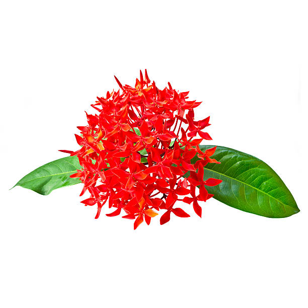 istock Red Rubiaceae flower isolated on white 452500691