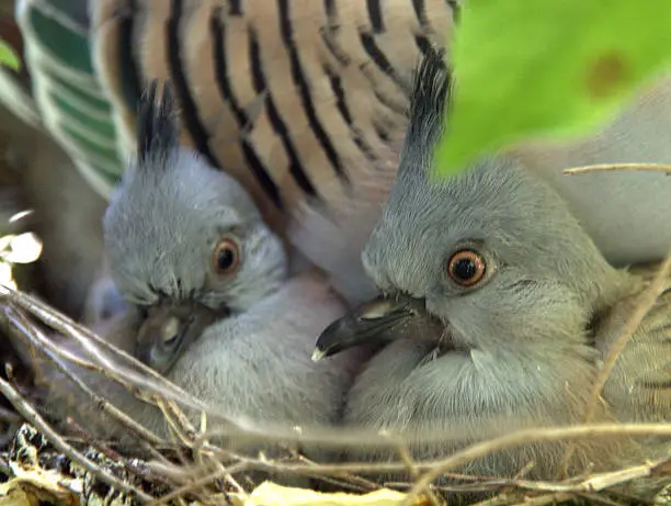 Photo of Young Crested Pigeons (Ocyphaps lophotes)