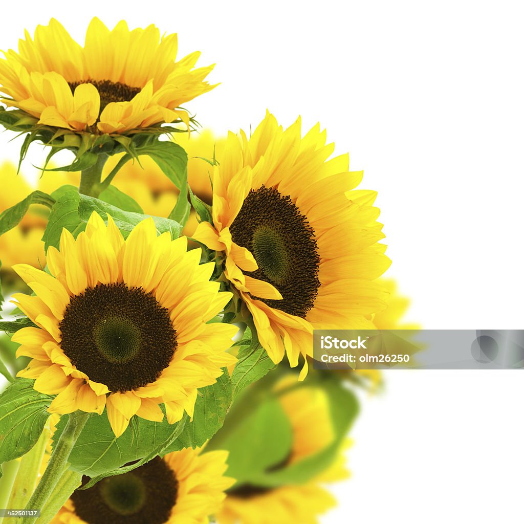 Sunflowers decorative border sunflowers border over a white background Sunflower Stock Photo