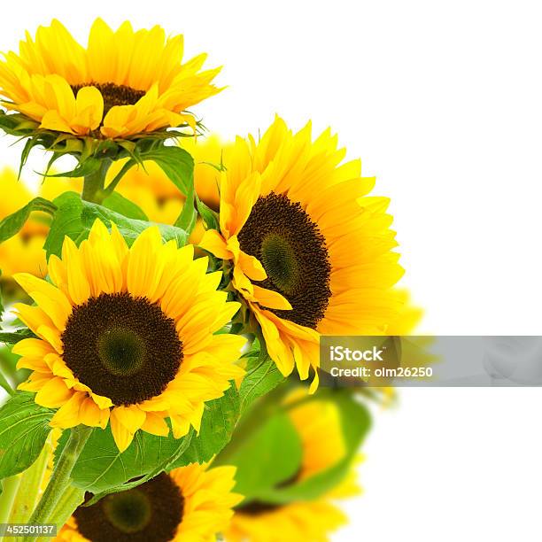 Sunflowers Decorative Border Stock Photo - Download Image Now - Sunflower, White Background, Bunch