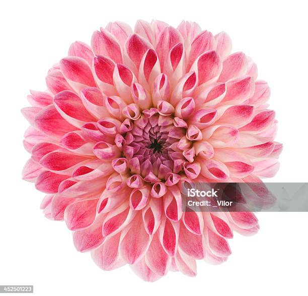 Dahlia Stock Photo - Download Image Now - Dahlia, Flower, Cut Out