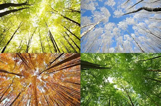 4 seasons in the forest