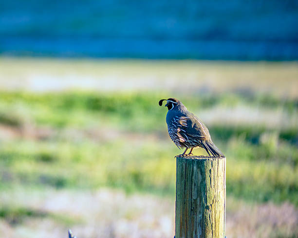istock Quail sitting ona  fence post in nature 452502091