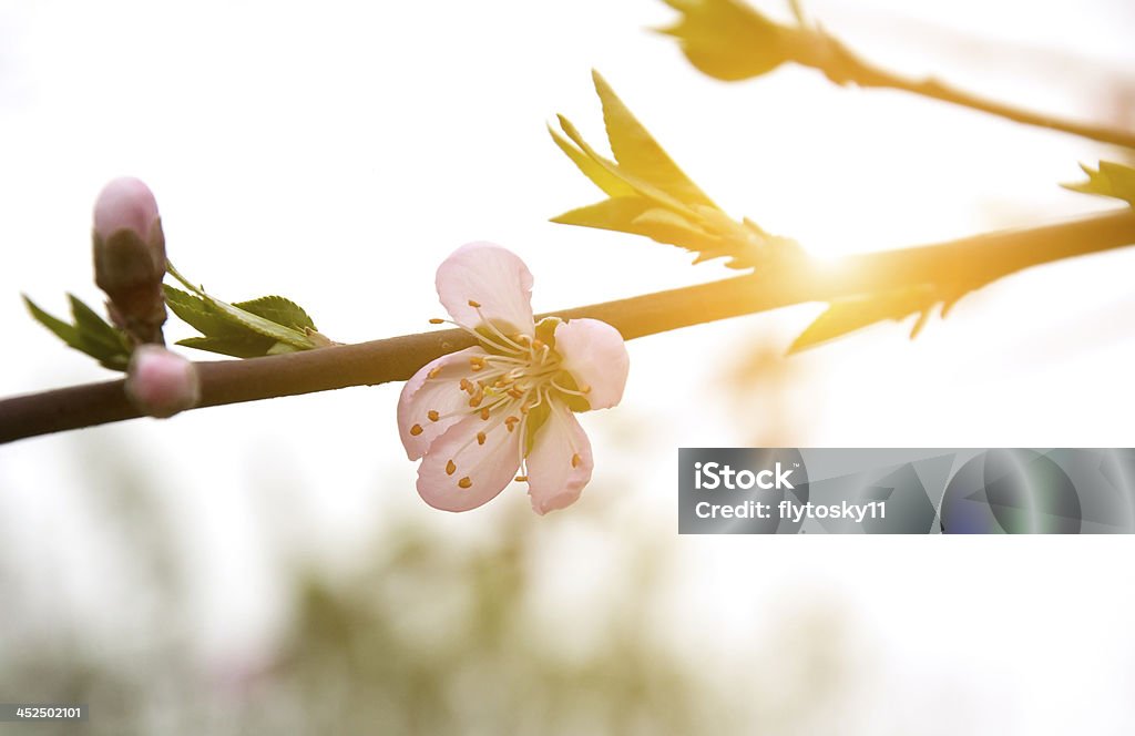 Flor de melocotón - Foto de stock de Agricultura libre de derechos