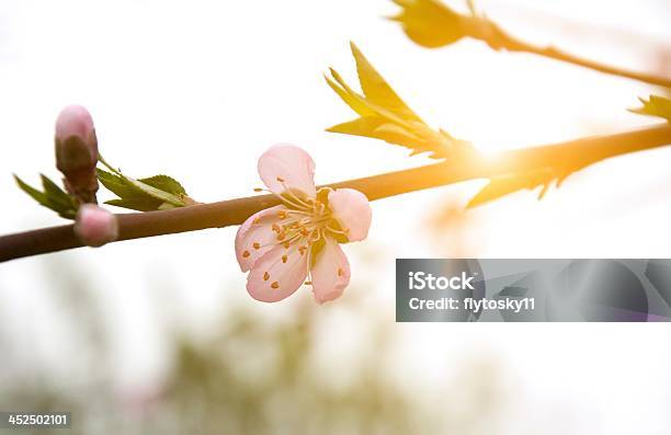 Цветение Персика — стоковые фотографии и другие картинки Без людей - Без людей, Белый, Весна