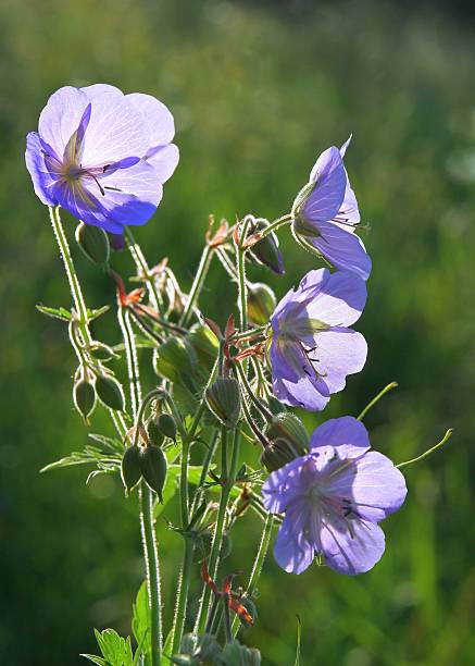 istock blue flowers of wild geranium plant 452502619