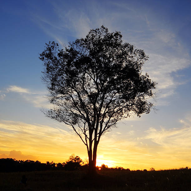 istock silhouette of lonely tree at sunset 452503527