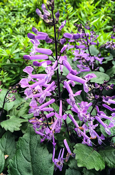 istock Branh of purple Flower 452503739
