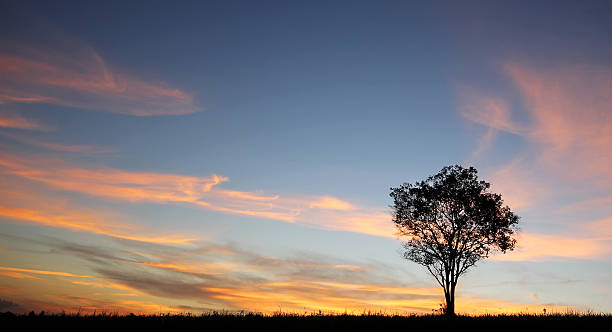 istock silhouette of lonely tree at twilight 452503747