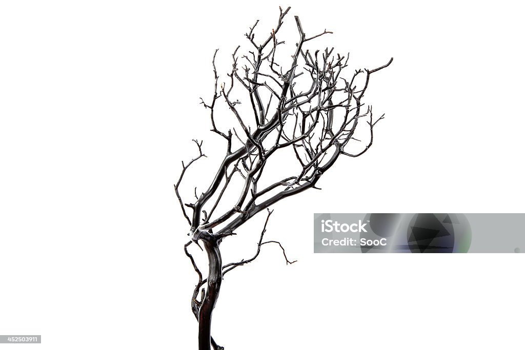 Black tree Black Tree with White Background Backgrounds Stock Photo
