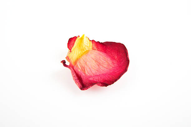 Old Dry Red Rose Petal stock photo
