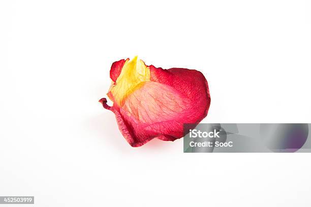 Old Dry Red Rose Petal Stock Photo - Download Image Now - Backgrounds, Dry, Horizontal