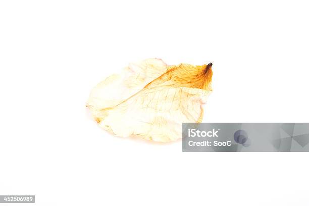 Dry Yellow Petal Stock Photo - Download Image Now - Backgrounds, Dead Plant, Dry