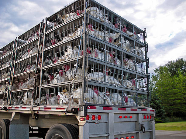 istock turkeys in cages on truck 452507097