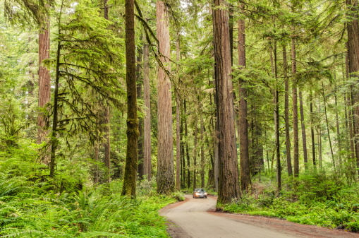A scenic Rrive through a redwood forest with a motion-blurred car. Redwood National Park, California.