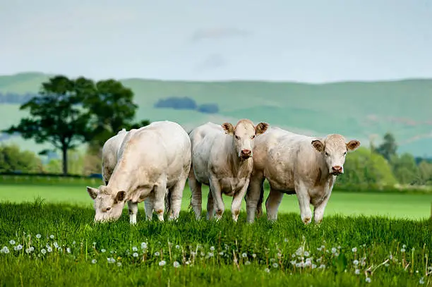 A group of charolais cattle grazing on rich pasture in Scotland.