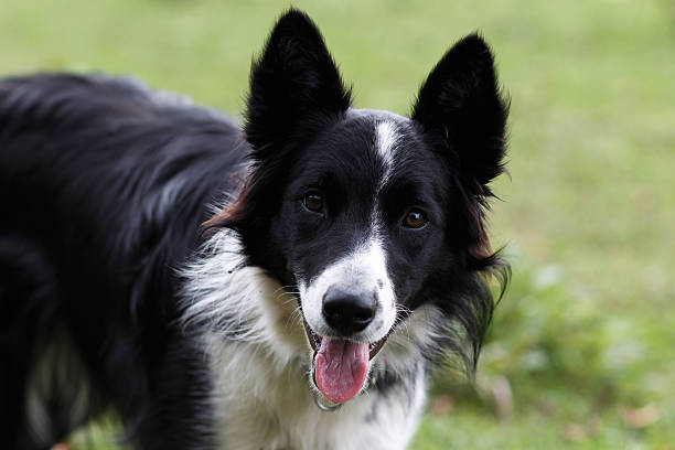 hearding dog stock photo