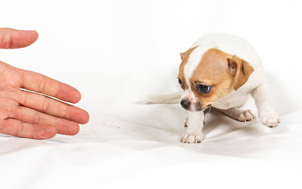 istock Chihuahua puppy on white background 452508691