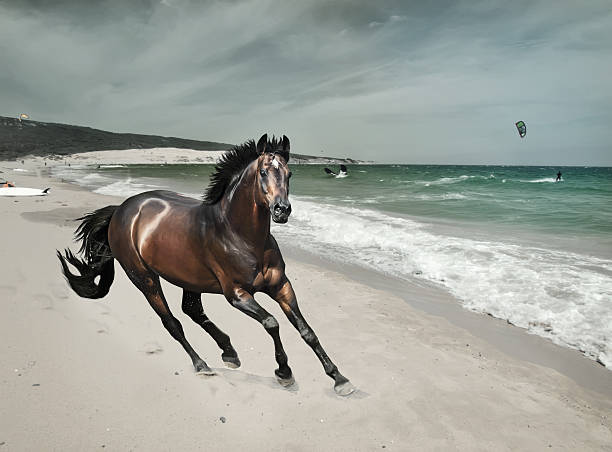 istock galloping bay sportive  stallion at sea beach art toned 452508791
