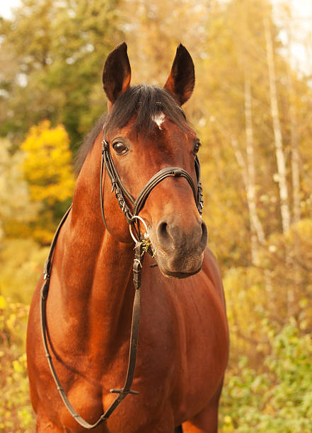 istock beautiful  sportive stallion autumn  portrait 452508833