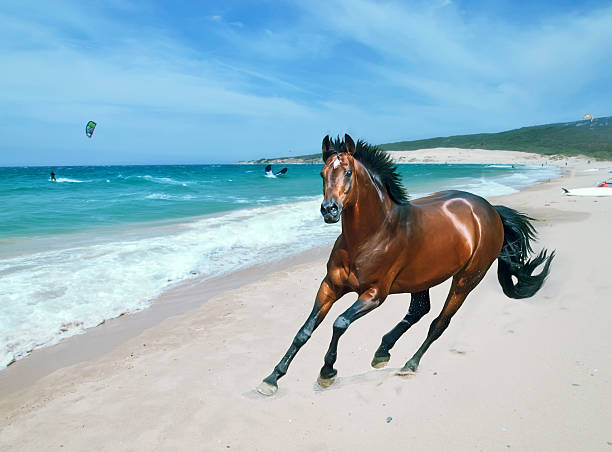 istock galloping bay sportive german stallion in open manege 452508945