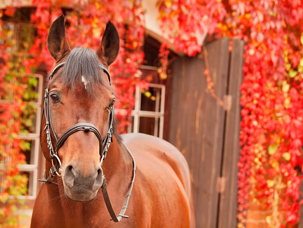 美しい湾スポーティブホース秋のポートレート - trakehner horse ストックフォトと画像