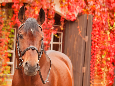 beautiful bay sportive horse autumn  portrait