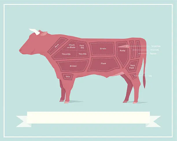 Vector illustration of Cuts of Beef