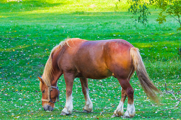 istock beautiful brown horse on a green pasture 452510003