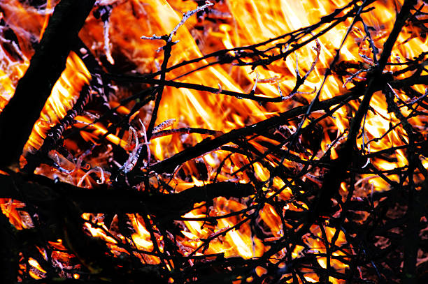 森林の地獄 - torrid ストックフォトと画像