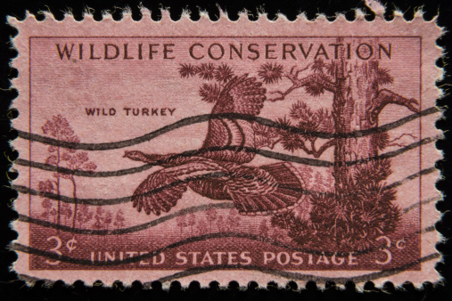 USA - CIRCA 1956: A Stamp printed in USA shows the Wild Turkey, Wildlife Conservation issue, circa 1956