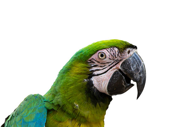 istock Green black colorful parrot mouth. 452511041