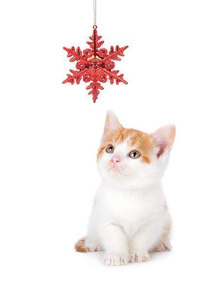 istock Cute Orange Kitten Playing with a Christmas Ornament on White 452511457