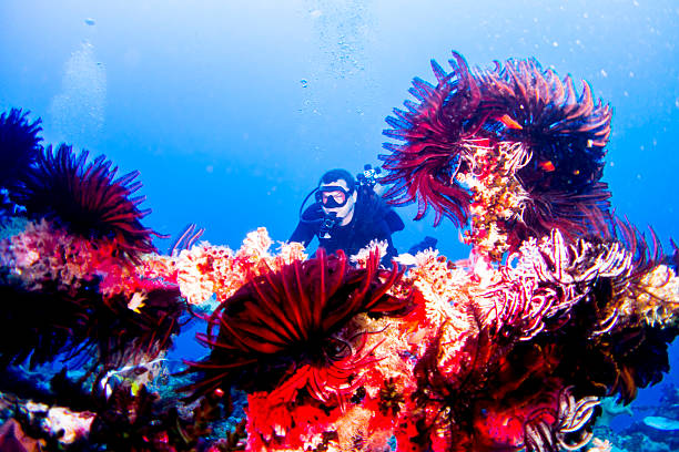 Plongeur et corail éclatant - Photo