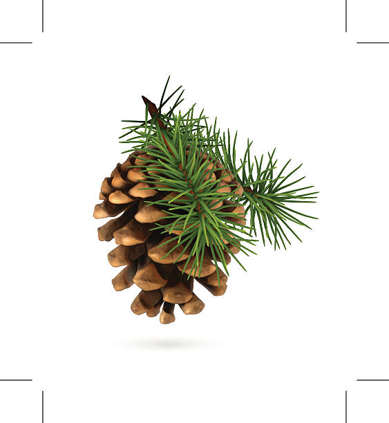 パインコーン、枝 - pine tree pine cone branch isolated点のイラスト素材／クリップアート素材／マンガ素材／アイコン素材