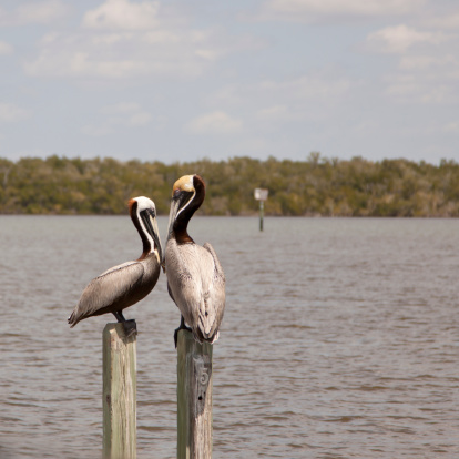 This is a square photo of two Brown Pelicans sitting on two posts and looking at each other.