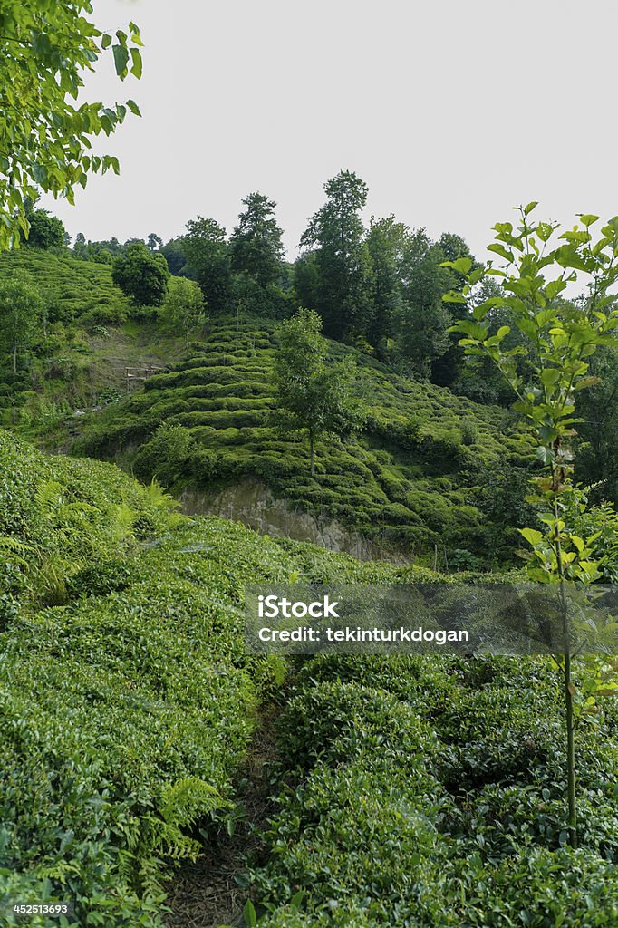 tea plant at black sea coast of rize turkey Tea Crop Stock Photo