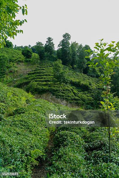 Tea Plant At Black Sea Coast Of Rize Turkey Stock Photo - Download Image Now - Tea Crop, Agricultural Field, Black Sea