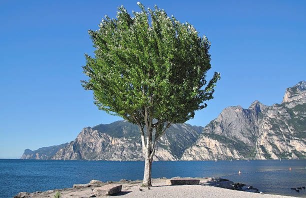 istock Torbole,Lake Garda,Italy 452515981
