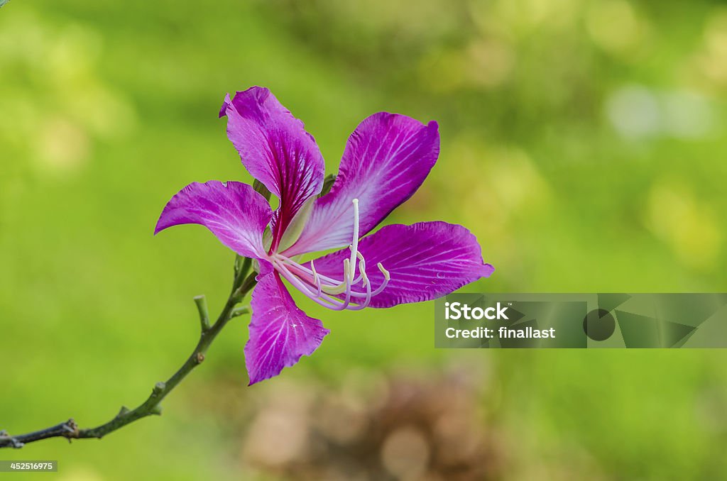 Hong Kong Lila Orchidee Blume - Lizenzfrei Asien Stock-Foto