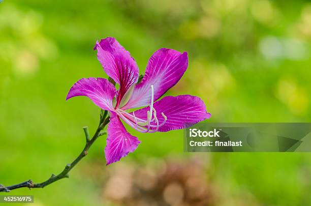 Hong Kong Lila Orchidee Blume Stockfoto und mehr Bilder von Asien - Asien, Baum, Baumblüte