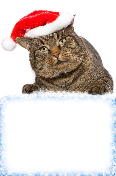 istock Gray cat with red Santa Claus hat . 452517799