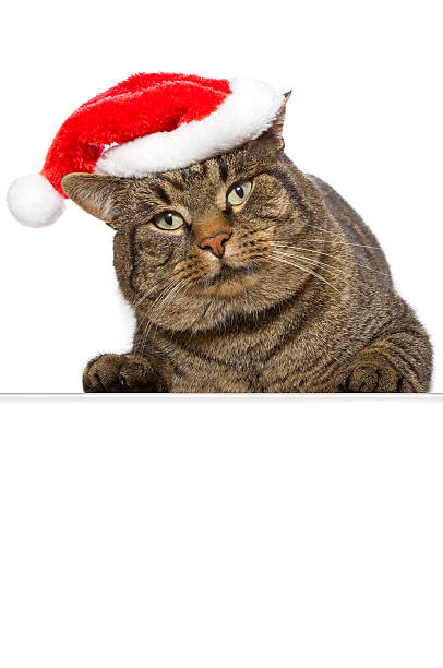 istock Gray cat with red Santa Claus hat . 452518049