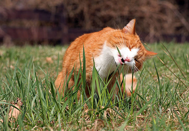 gato tem pasta - wichtig imagens e fotografias de stock