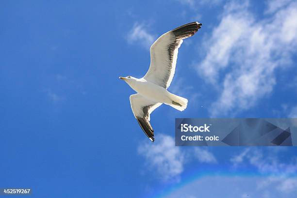 인명별 집비둘기 Flying Blue Sky 개념에 대한 스톡 사진 및 기타 이미지 - 개념, 고요한 장면, 깃털
