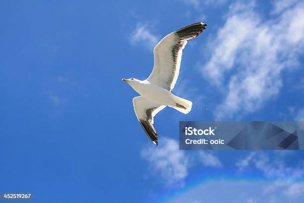 Foto de Pomba Branca Voando No Céu Azul e mais fotos de stock de Alcançar - Alcançar, Animal, Asa animal