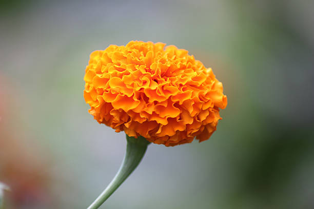 istock Marigold flower closeup 452519823