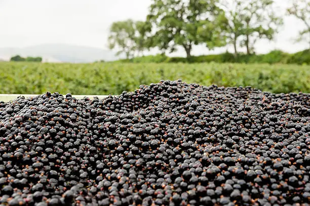 Crop of blackcurrants harvested and stored in container.