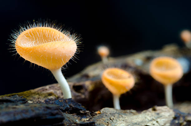 istock Mushroom Champagne in the forest 452522331
